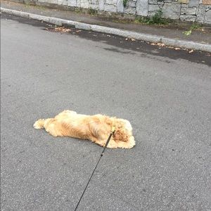 Meet your Posher, Norma